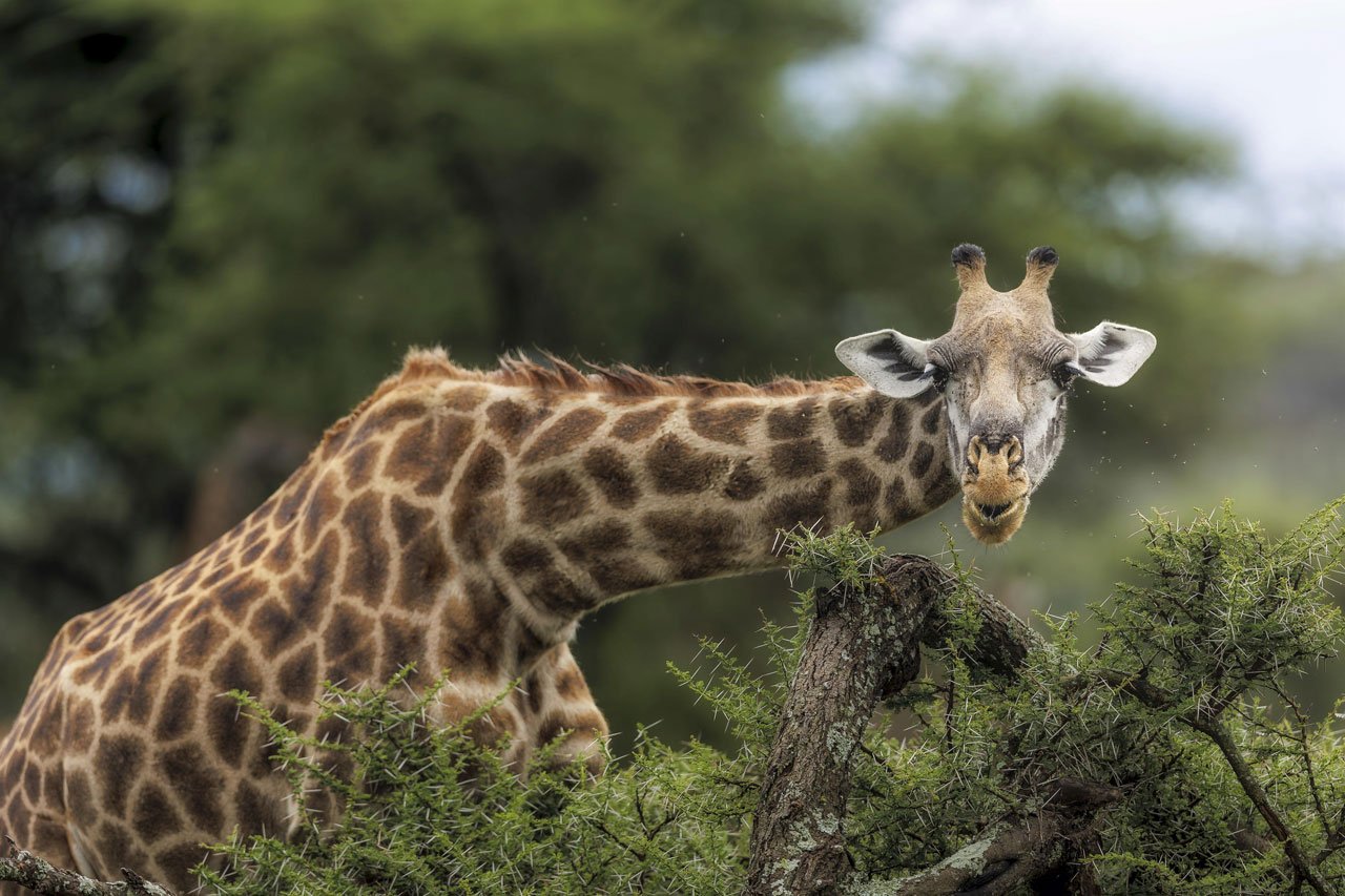 10 Days Tanzania Safari from Zanzibar