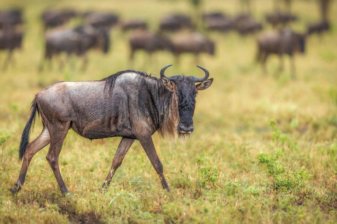 9 Days Tanzania Safari from Zanzibar