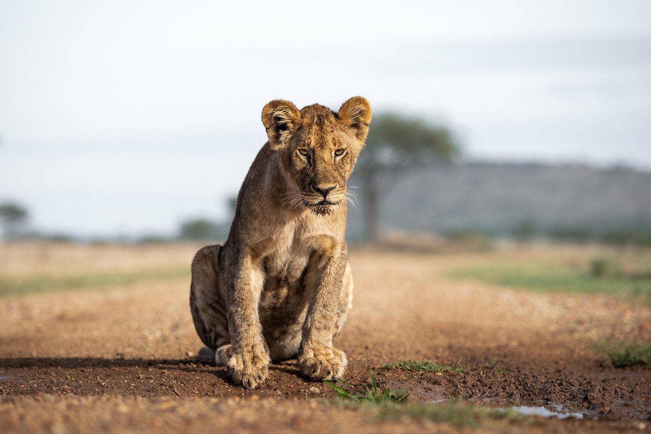 2 Days Tanzania Safari from Zanzibar