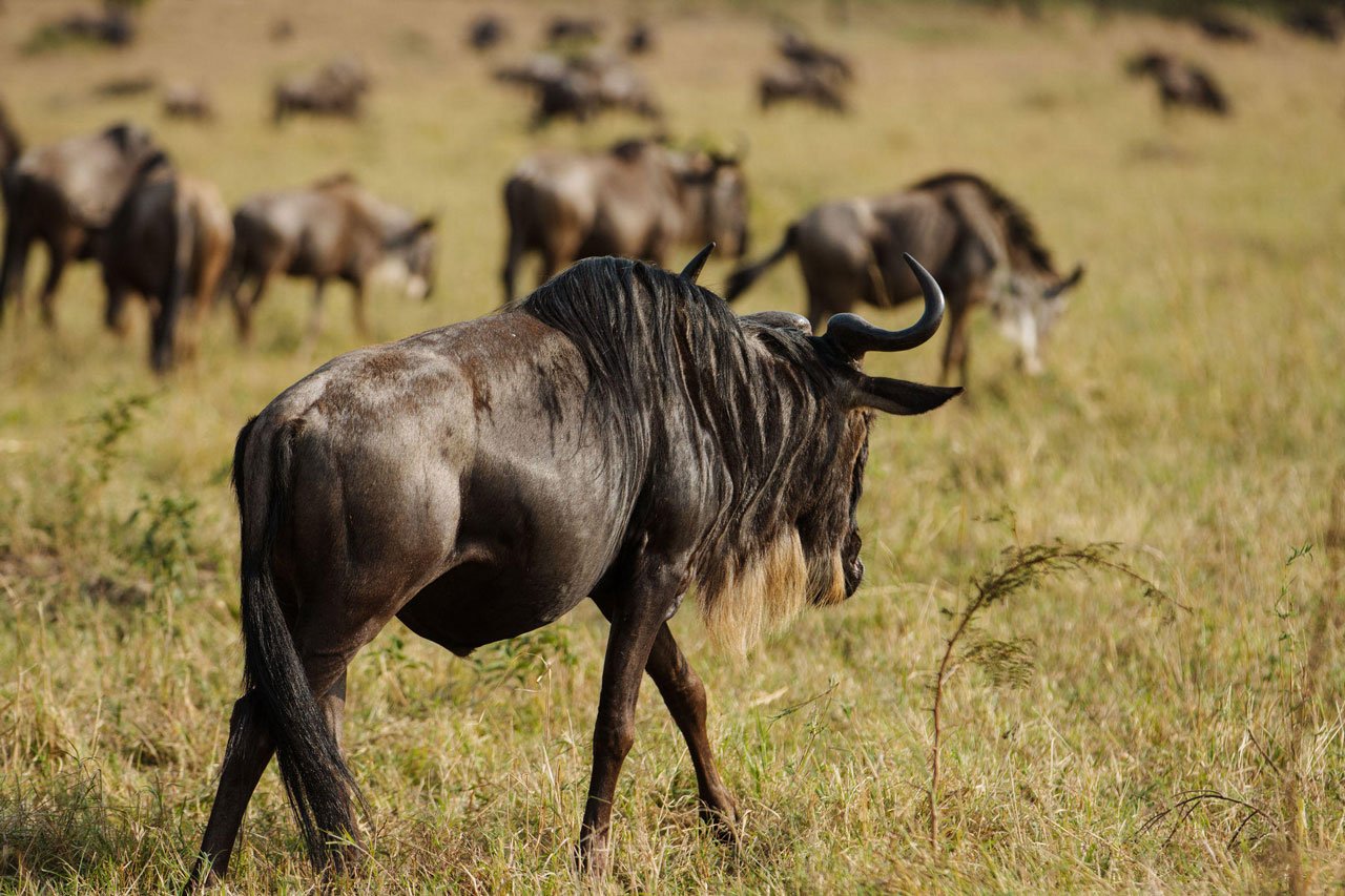 7 Days Tanzania Safari from Zanzibar