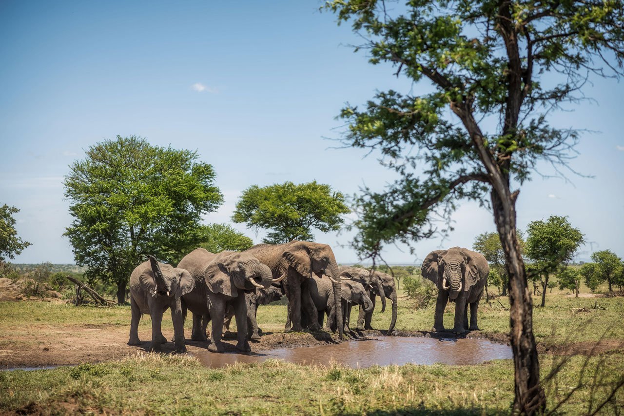 6 Days Tanzania Safari from Zanzibar