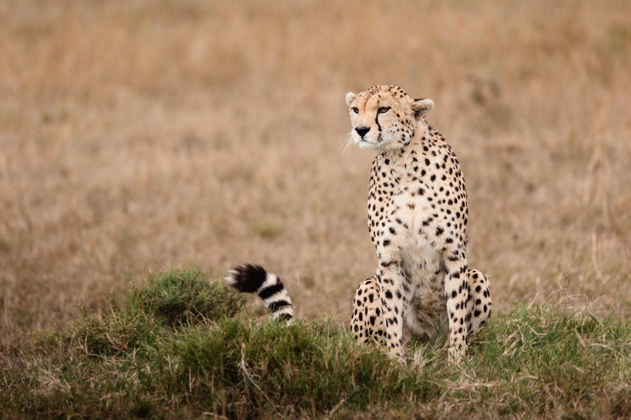 4 Days Tanzania Safari from Zanzibar