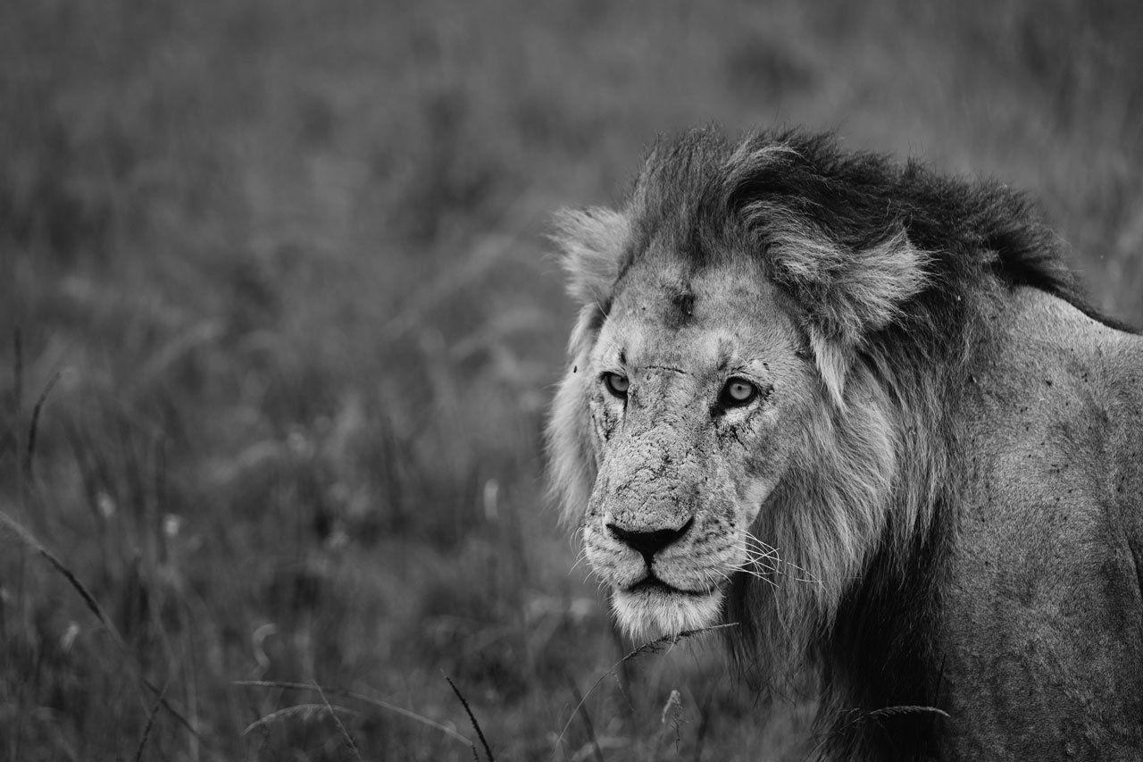 3 Days Tanzania Safari from Zanzibar