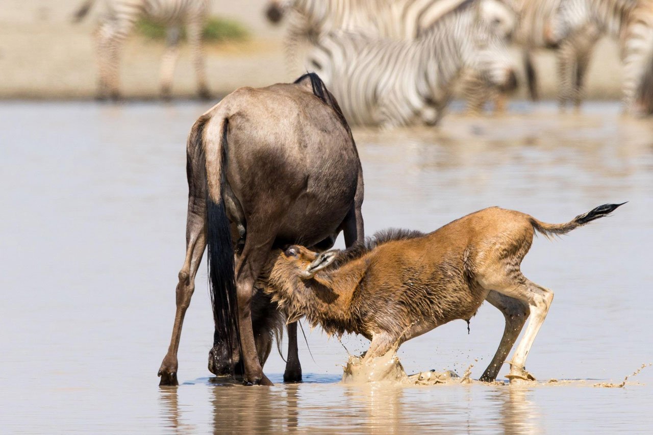 5 Days Tanzania Safari from Zanzibar